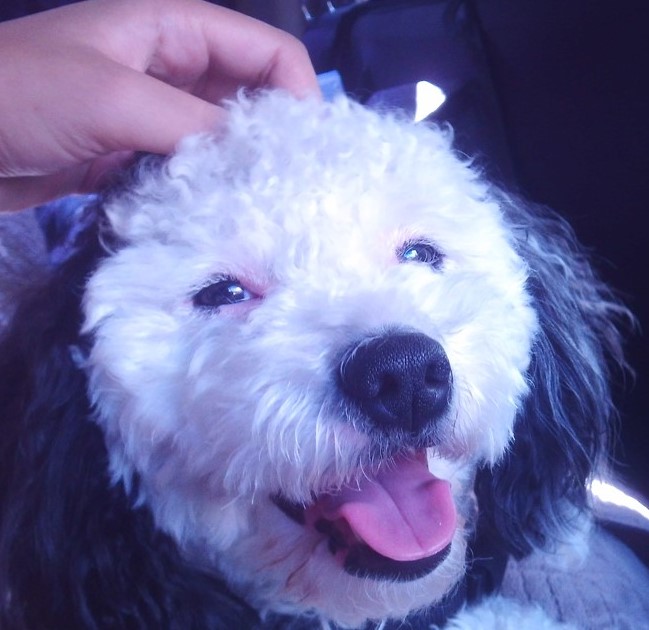 My Doggy